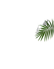 Close-up of a palm leaf, vibrant green, detailed veins,  isolated on black background