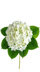 Close-up of a pristine white hydrangea flower head, set against a stark black background. 