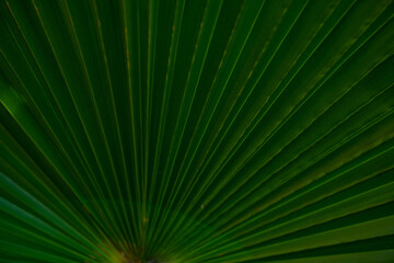 Palm leaves background. Green leaves wallpaper. Exotic jungle foliage. Green leaves tropical greenery. Palm leaf closeup shot. Green pattern. Palm leaves backdrop. Green palm background.