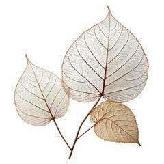 Delicate, skeletal leaves on a dark backdrop. Transparent, veined