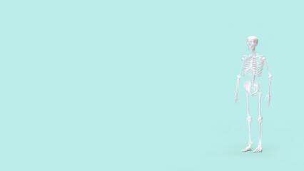 The Skelton on Blue Background for education or sci concept 3d rendering.