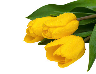 Close-up of three bright yellow tulips with water droplets, against a black background.  Fresh, vibrant blossoms with green leaves