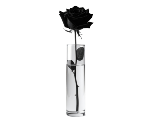 A single, dark, black rose in a clear cylindrical vase