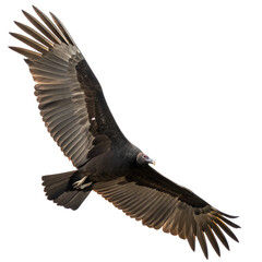 Obraz premium Black vulture isolated on white background