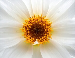 White petals frame a golden, patterned floral center