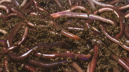 Group of earthworms The natural process of decomposition of organic matter and the life of animals in the soil
