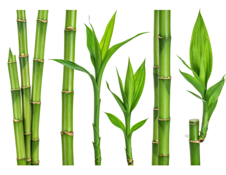 Close-up collection of vibrant green bamboo stalks and shoots