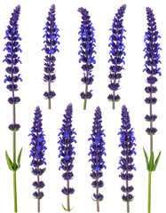 Nine vibrant violet sage flowers,  arranged vertically and spaced apart.  Detailed  floral images on black background