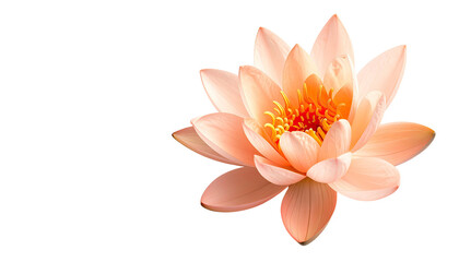 Peachy lotus blossom close-up