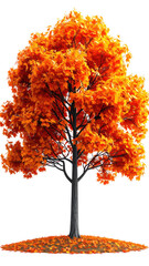 Autumn tree with vibrant orange foliage
