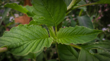 close up of spinach green leaves in the field