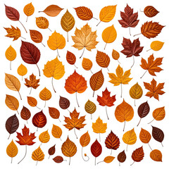 Fototapeta premium Assortment of autumn leaves in shades of orange, yellow, and brown