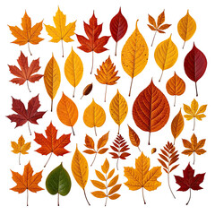 Obraz premium Colorful, diverse autumn leaves on black backdrop