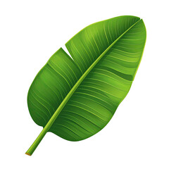 Vibrant green banana leaf, sharply outlined.  A detailed illustration showcasing the leaf's structure with prominent veins