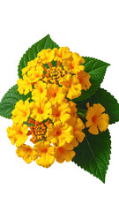 Close-up of vibrant yellow flowers and green leaves
