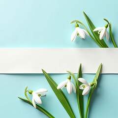 Springtime celebration concept with beautiful snowdrop galanthus flowers and a white banner for text on a blue background.