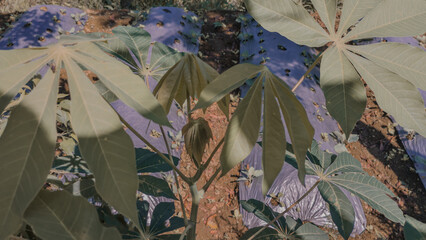 Cassava leaf in the garden