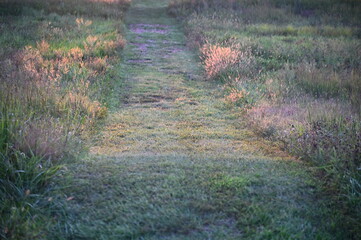 Mowed Path in a Field