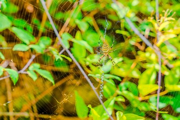 Fototapeta premium Increíble araña tigre tejiendo su tela de araña