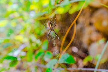 Fototapeta premium Increíble araña tigre tejiendo su tela de araña