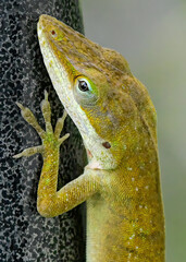 Green Anole Lizard