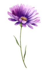 Fototapeta premium pink cosmos flower isolated