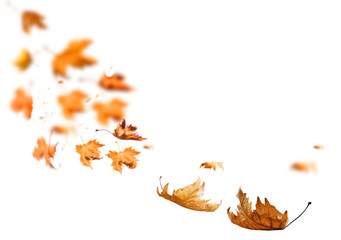 leaf one falling flying in autumn saason isolated for background