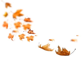 leaf one falling flying in autumn saason isolated for background