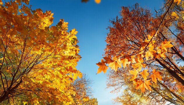 Autumn Leaves Against A Clear Blue Sky For Themes Related To Nature Seasons And Outdoor Tranquility Landscape For Nature Lovers Or Background For Relaxation And Tranquility High Quality Photo
