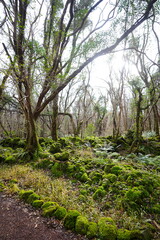 wild winter forest with mossy rocks and bare trees