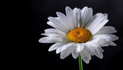 White Daisies Flowers Against Black Background