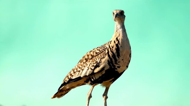 A kori bustard bird stands against a turquoise sky its patterned feathers and long neck are prominent features