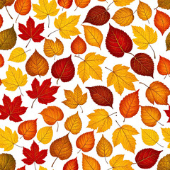 Colorful autumn foliage, featuring assorted leaves in reds, yellows, oranges, on black