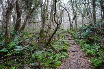 winter forest and path with ferns and bare trees