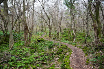 quiet winter forest and fine path