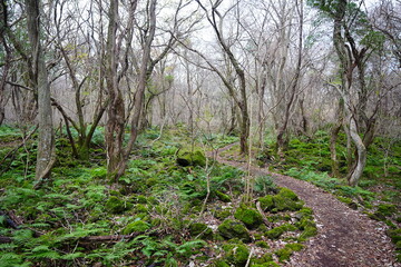 fine winter path through mossy rocks and bare trees
