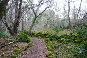 fine winter path through mossy rocks and bare trees