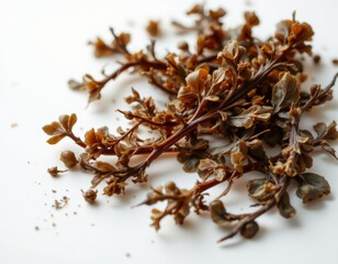 Dried Botanical Twigs on White Background