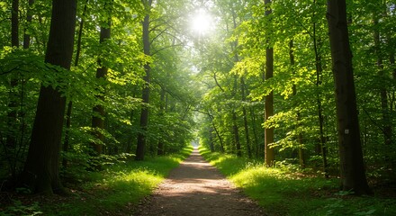 Obraz premium Path through Green Forest: A serene path winds its way through a lush green forest, bathed in the soft glow of sunlight filtering through the canopy, evoking a sense of peace and tranquility. 