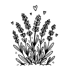 Lavender flower bouquet herb botanical illustration