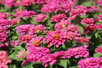 pink and white flowers