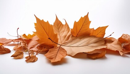 Fototapeta premium Autumn Dry Leaf White Background Generative Ai Leaf Litter Seasonal Change