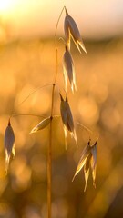 Silhouetted oat plant at sunset, backlit, showing detail of seed heads