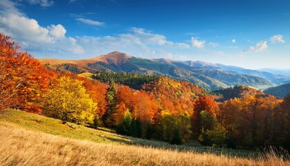 Naklejka premium Mountain Landscape With Forest In Autumn Beautiful Countryside In The Highland Of Ukraine Small Grove On The Hill In Colorful Foliage Under Blue Sky Nature Background For Outdoor Adventure