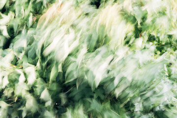 The image is a blurry shot of a green bush with leaves