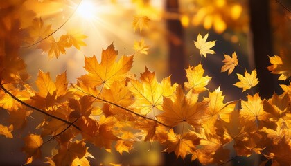 Obraz premium Golden Leaves Exploding In Autumn Sunlight