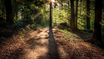 Obraz premium A Long Dark Shadow Stretches Across A Sunlit Path The Silence Of The Woods Palpable And Undisturbed The Scene Evokes A Sense Of Mystery And Quiet Contemplation Leaves Path