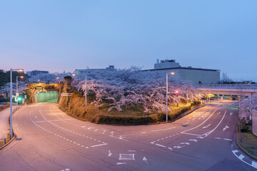 明け方の街と桜