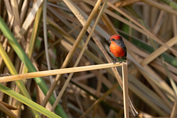 Vermilion flycatcher