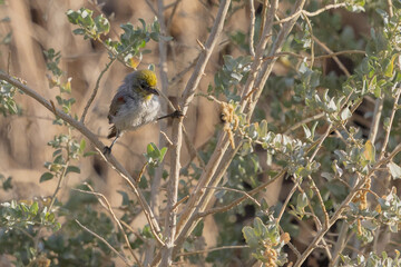 Verdin doing a split